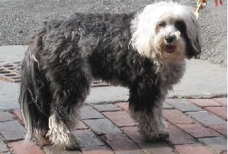 cool_dog
