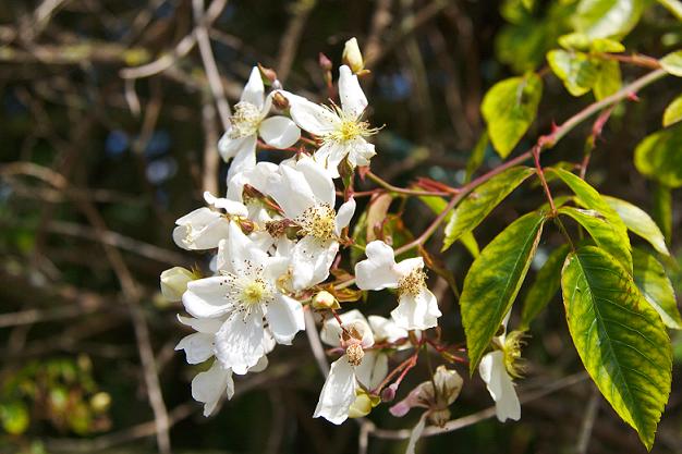 blossom