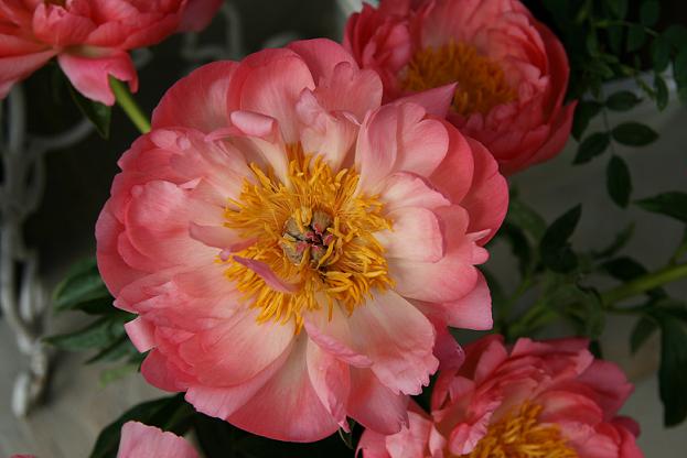 flower1