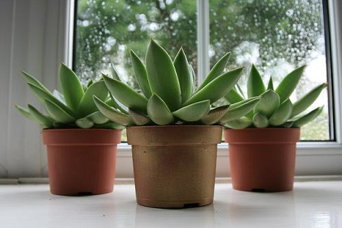 succulents