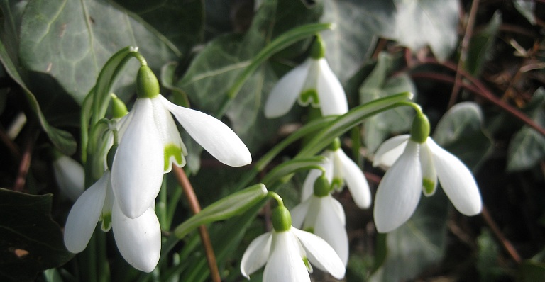 snowdrops snowdrops
