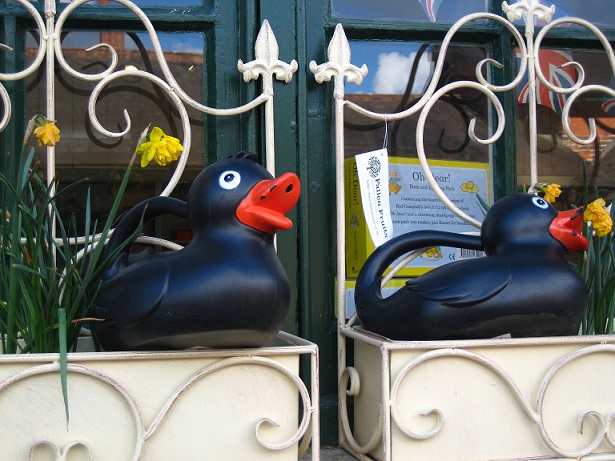 ducks ducks