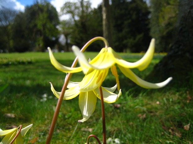 flower flower
